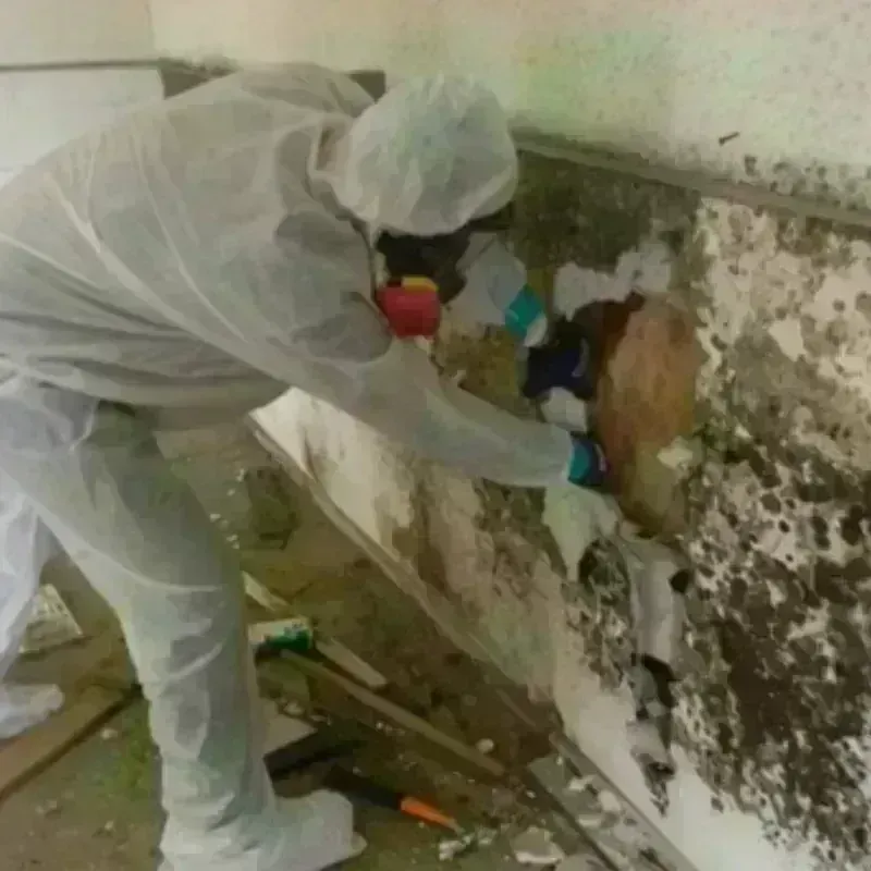 Mold Remediation and Removal in South Euclid, OH